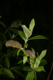 Salix chaenomeloides RCP4-09 269.jpg